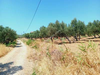 Tekirdağ Şarköy Aşağıkalamış Mah. Satılık Zeytinlik