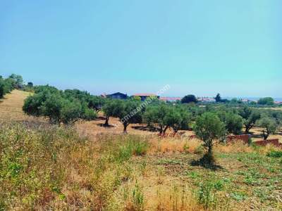 Tekirdağ Şarköy Aşağıkalamış Mah. Satılık Zeytinlik 6