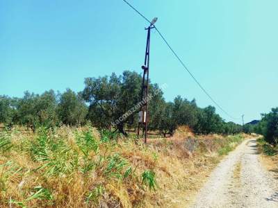Tekirdağ Şarköy Aşağıkalamış Mah. Satılık Zeytinlik 3