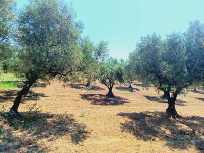 Tekirdağ Şarköy Aşağıkalamış Mah. Satılık Zeytinlik 7