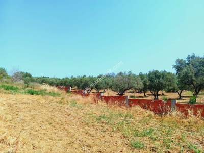 Tekirdağ Şarköy Aşağıkalamış Mah. Satılık Zeytinlik 5