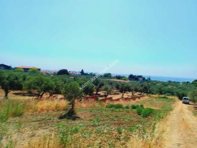 Tekirdağ Şarköy Aşağıkalamış Mah. Satılık Zeytinlik 4