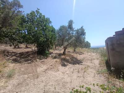 Tekirdağ Şarköy Camiikebir Mahallesi Satılık Zeytinlik 4