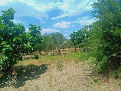 Tekirdağ Şarköy Camiikebir Mahallesi Satılık Zeytinlik 9