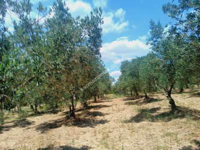 Tekirdağ Şarköy Camiikebir Mahallesi Satılık Zeytinlik 11