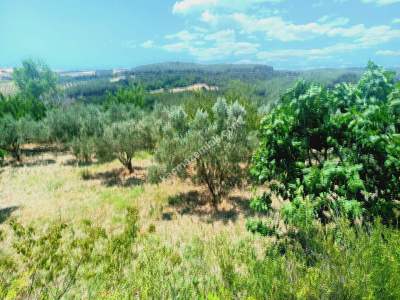 Tekirdağ Şarköy Camiikebir Mahallesi Satılık Zeytinlik 10