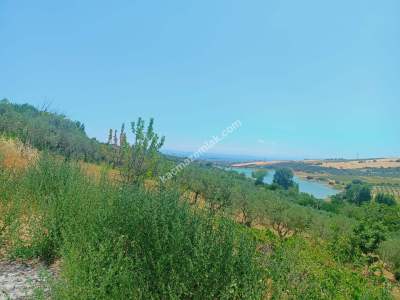 Tekirdağ Şarköy Camiikebir Mahallesi Satılık Zeytinlik 7