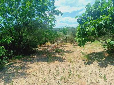 Tekirdağ Şarköy Camiikebir Mahallesi Satılık Zeytinlik 6