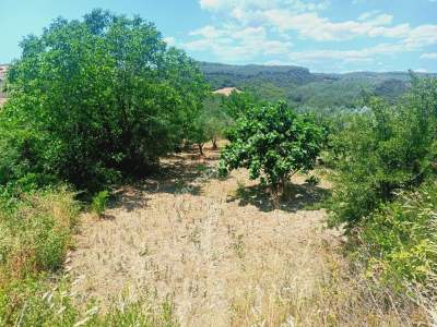 Tekirdağ Şarköy Camiikebir Mahallesi Satılık Zeytinlik 12