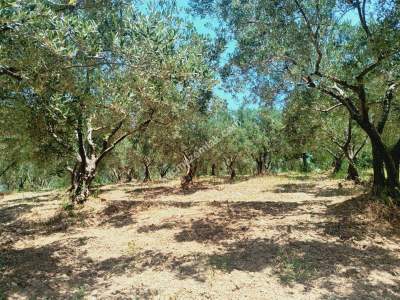 Tekirdağ Şarköy Camiikebir Mahallesi Satılık Zeytinlik 5