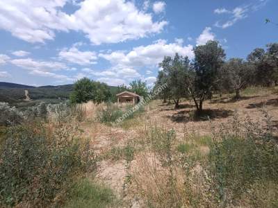 Tekirdağ Şarköy Camiikebir Mahallesi Satılık Zeytinlik 2