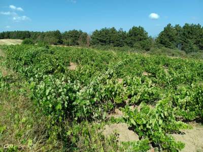 Tekirdağ Şarköy Çengelli Mahallesi Satılık Tarla 12