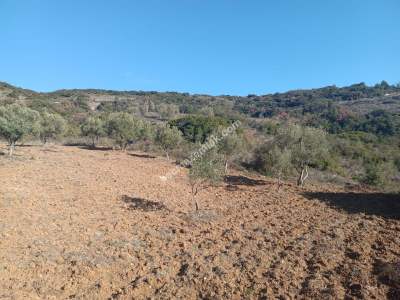 Tekirdağ Şarköy Çengelli Mahallesi Satılık Zeytinlik 7