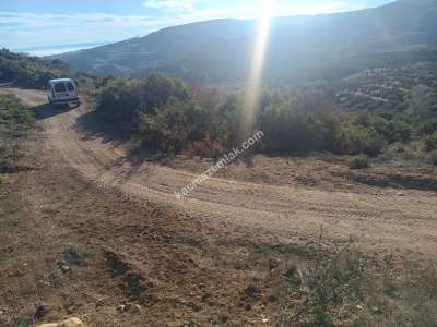 Tekirdağ Şarköy Çengelli Mahallesi Satılık Zeytinlik 13