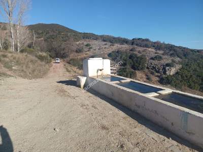 Tekirdağ Şarköy Çengelli Mahallesi Satılık Zeytinlik 19