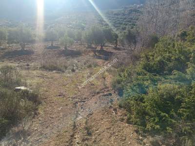 Tekirdağ Şarköy Çengelli Mahallesi Satılık Zeytinlik 4