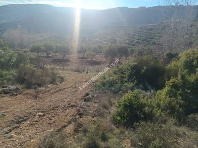 Tekirdağ Şarköy Çengelli Mahallesi Satılık Zeytinlik 10
