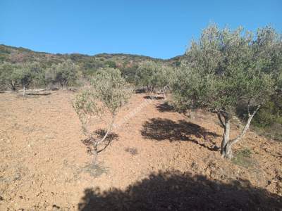 Tekirdağ Şarköy Çengelli Mahallesi Satılık Zeytinlik 8