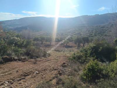 Tekirdağ Şarköy Çengelli Mahallesi Satılık Zeytinlik 15