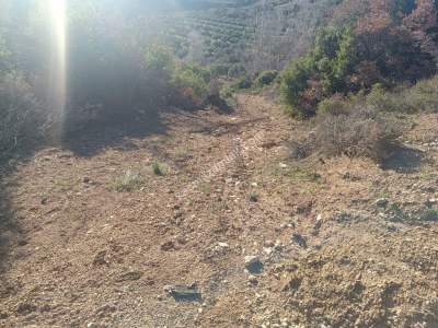 Tekirdağ Şarköy Çengelli Mahallesi Satılık Zeytinlik 12