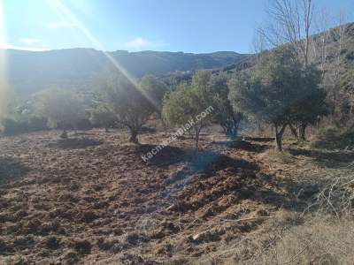 Tekirdağ Şarköy Çengelli Mahallesi Satılık Zeytinlik 3