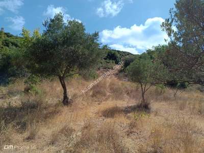 Tekirdağ Şarköy Çengelli Mahallesi Satılık Zeytinlik 16
