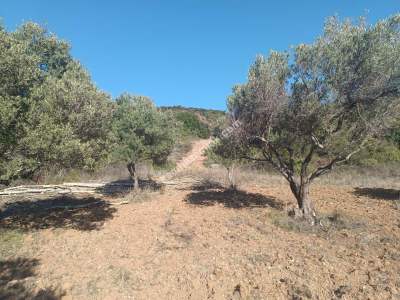 Tekirdağ Şarköy Çengelli Mahallesi Satılık Zeytinlik 6