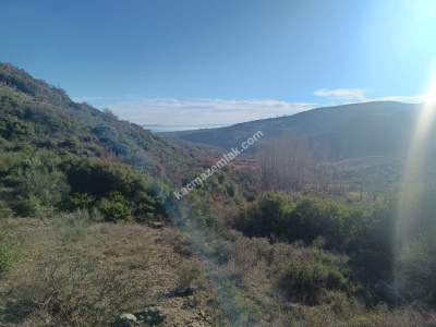 Tekirdağ Şarköy Çengelli Mahallesi Satılık Zeytinlik 11