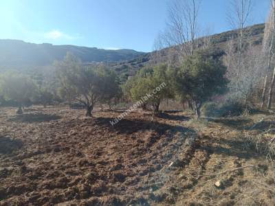 Tekirdağ Şarköy Çengelli Mahallesi Satılık Zeytinlik 9
