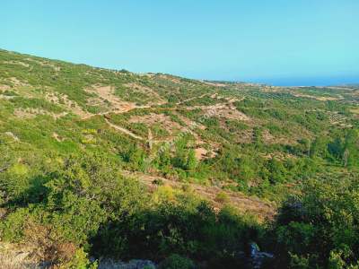 Tekirdağ Şarköy Çengelli Mahallesi Satılık Zeytinlik 1