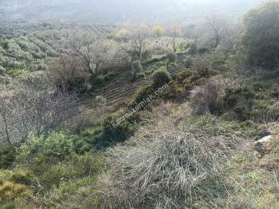 Tekirdağ Şarköy Çengelli Mahallesi Satılık Tarla 12