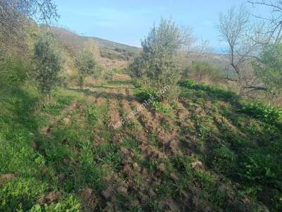 Tekirdağ Şarköy Çengelli Mahallesi Satılık Tarla 10