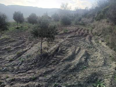 Tekirdağ Şarköy Çengelli Mahallesi Satılık Tarla 5