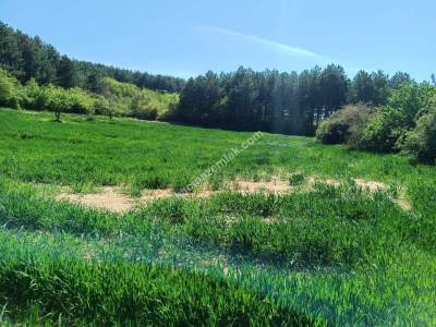 Tekirdağ Şarköy Çengelli Mahallesi Satılık Tarla 7