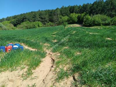 Tekirdağ Şarköy Çengelli Mahallesi Satılık Tarla 2