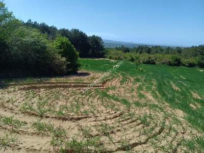 Tekirdağ Şarköy Çengelli Mahallesi Satılık Tarla 6