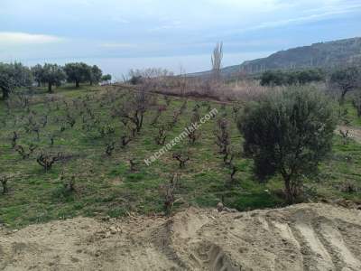 Tekirdağ Şarköy Çınarlı Mahallesi Satılık Zeytinlik 8