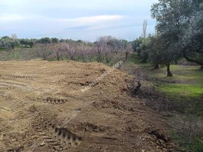 Tekirdağ Şarköy Çınarlı Mahallesi Satılık Zeytinlik 5