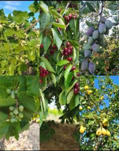 Tekirdağ Şarköy Çınarlı Mahallesi Satılık Zeytinlik 1