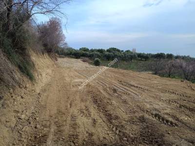 Tekirdağ Şarköy Çınarlı Mahallesi Satılık Zeytinlik 4