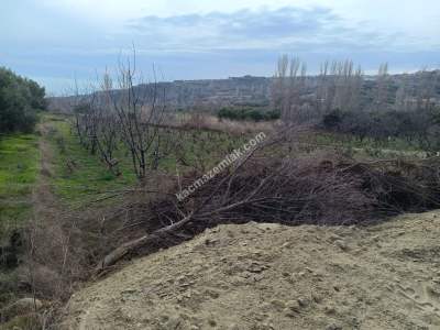 Tekirdağ Şarköy Çınarlı Mahallesi Satılık Zeytinlik 6