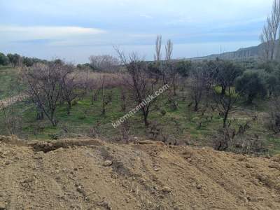 Tekirdağ Şarköy Çınarlı Mahallesi Satılık Zeytinlik 7