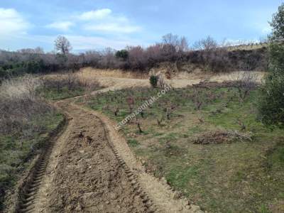 Tekirdağ Şarköy Çınarlı Mahallesi Satılık Zeytinlik 2