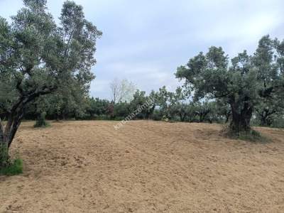 Tekirdağ Şarköy Çınarlı Mahallesi Satılık Zeytinlik 7