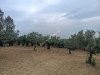 Tekirdağ Şarköy Çınarlı Mahallesi Satılık Zeytinlik 6