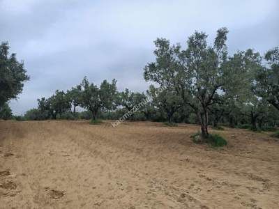 Tekirdağ Şarköy Çınarlı Mahallesi Satılık Zeytinlik 5