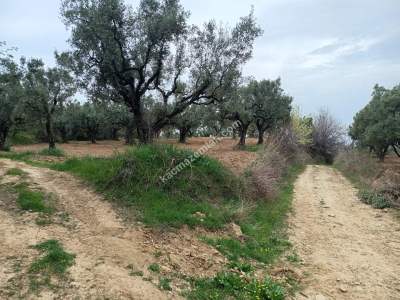 Tekirdağ Şarköy Çınarlı Mahallesi Satılık Zeytinlik 2