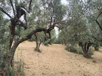 Tekirdağ Şarköy Çınarlı Mahallesi Satılık Zeytinlik 4