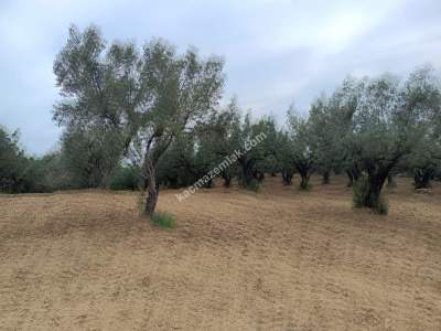 Tekirdağ Şarköy Çınarlı Mahallesi Satılık Zeytinlik 8