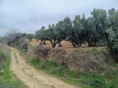 Tekirdağ Şarköy Çınarlı Mahallesi Satılık Zeytinlik 3